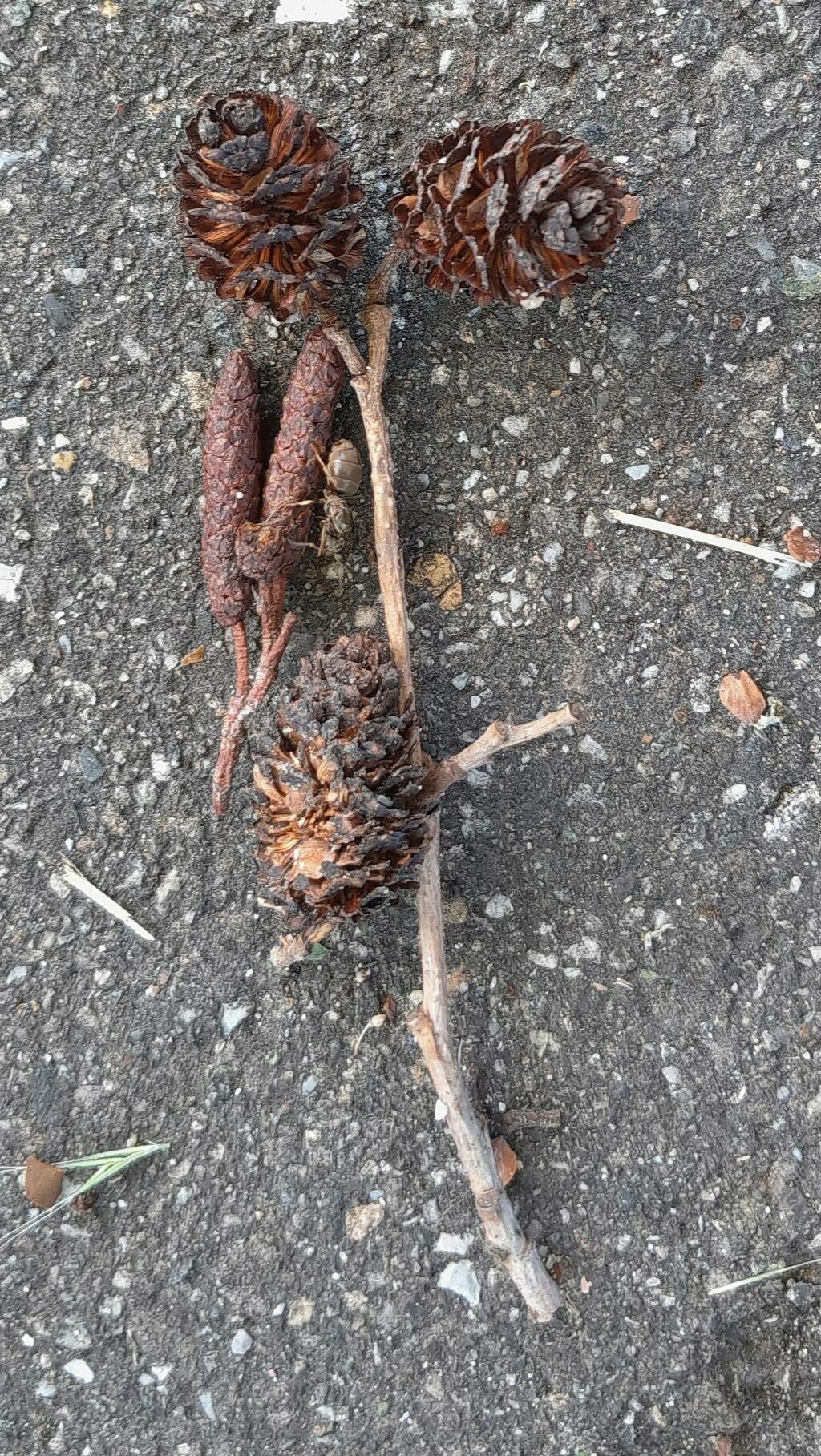Alnus japonica fruit