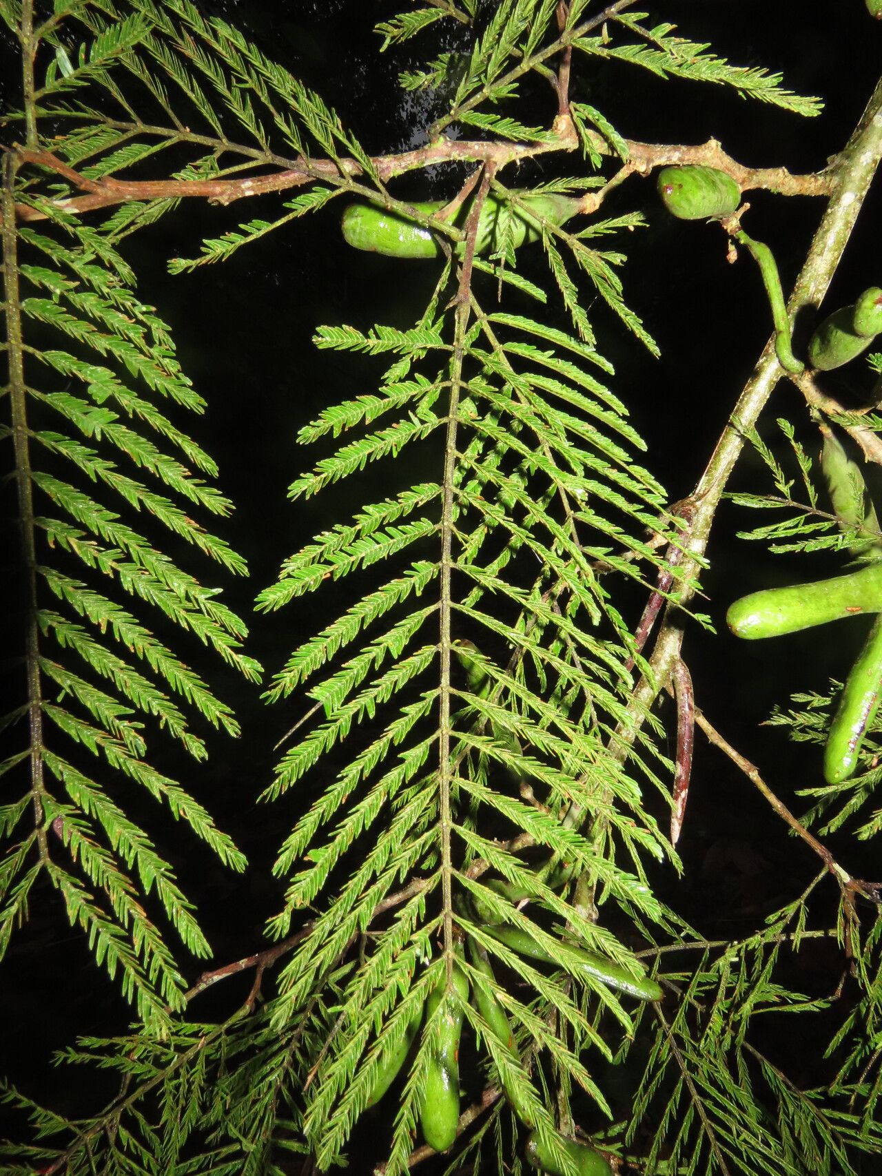 Vachellia ruddiae leaf
