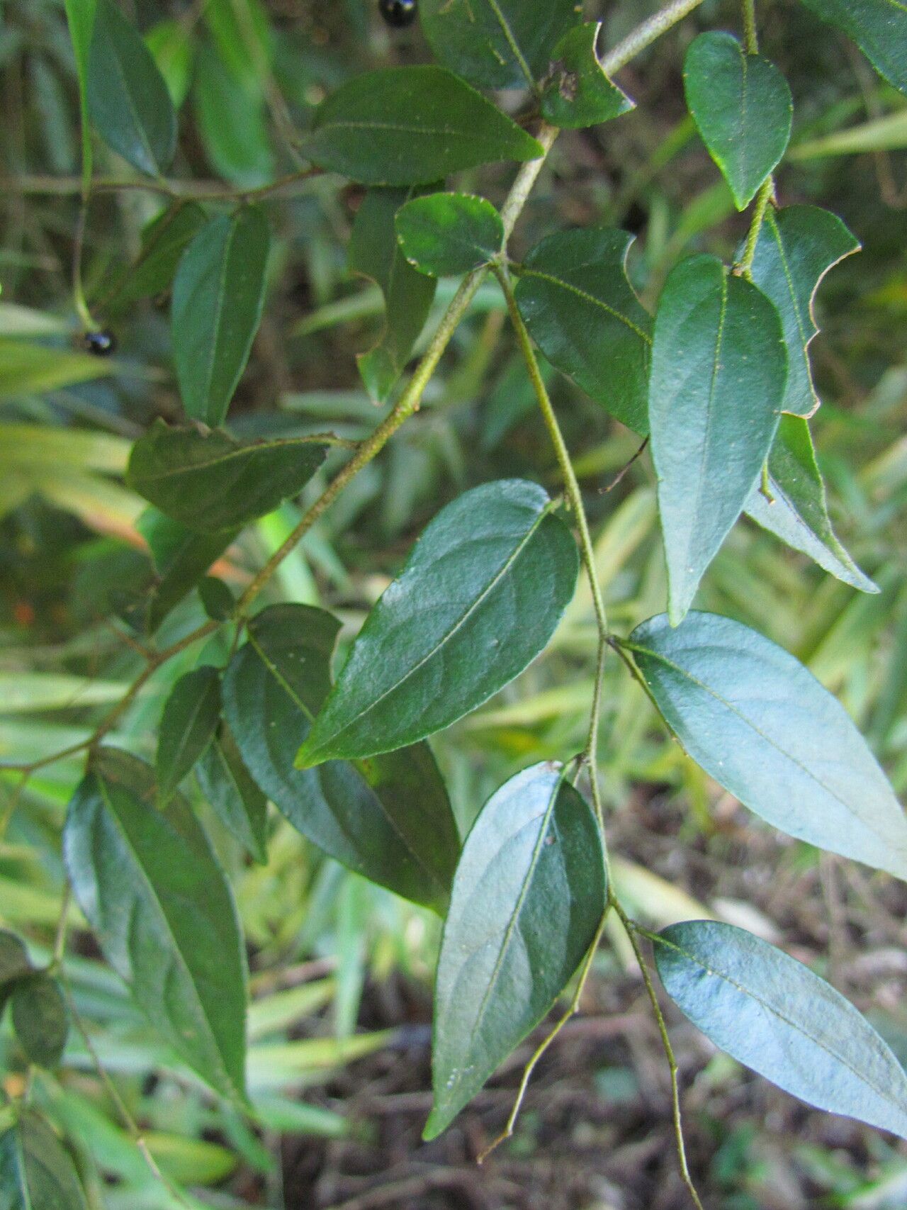 Solanum hirtellum — houseplant care guide