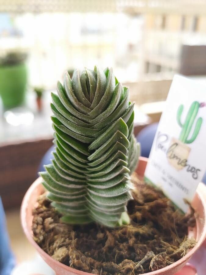 Crassula pyramidalis fruit