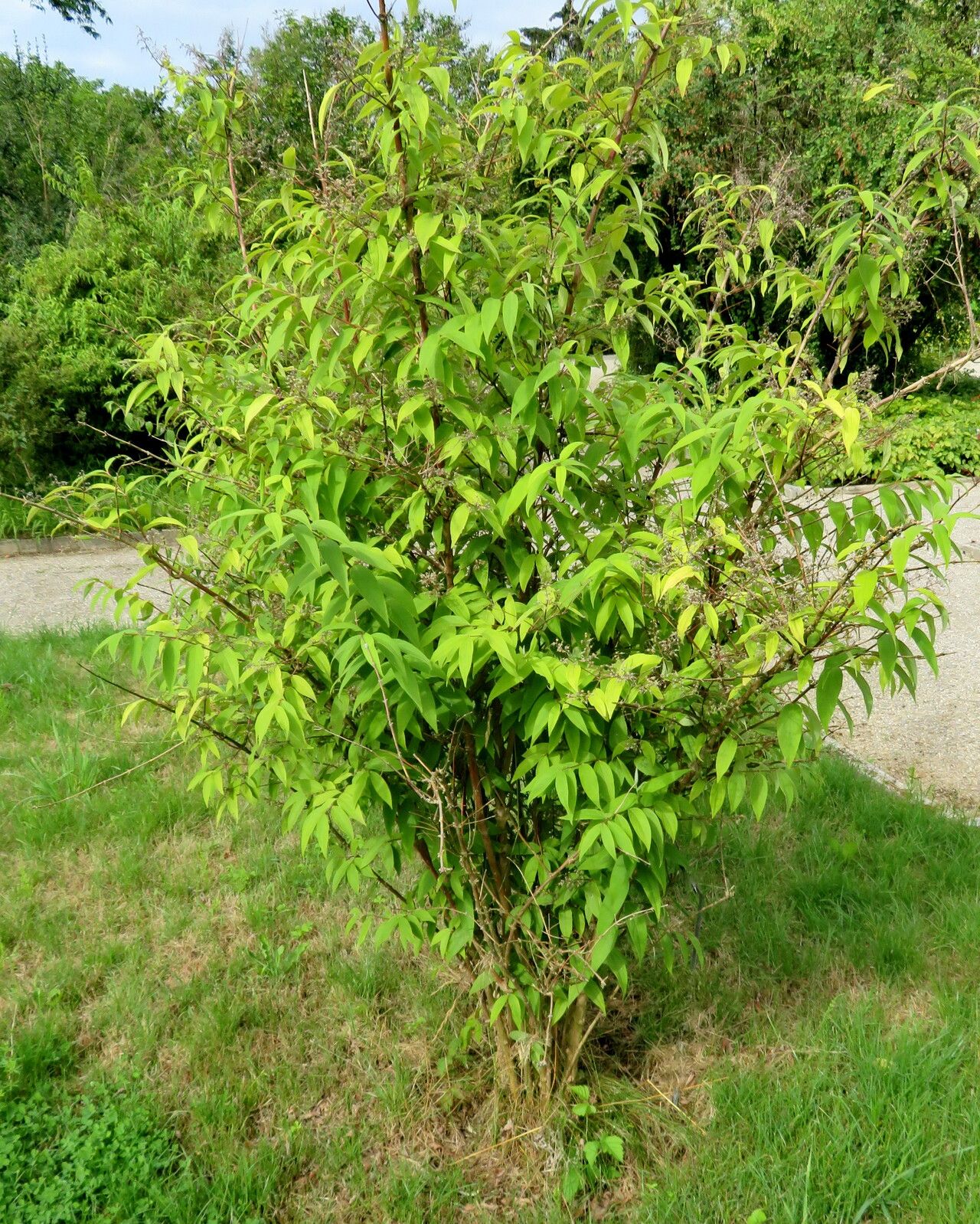 Deutzia ningpoensis habit