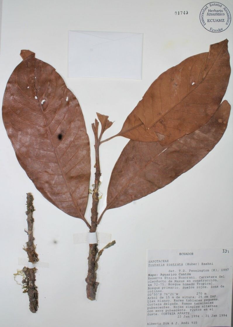 Pouteria rostrata — houseplant care guide