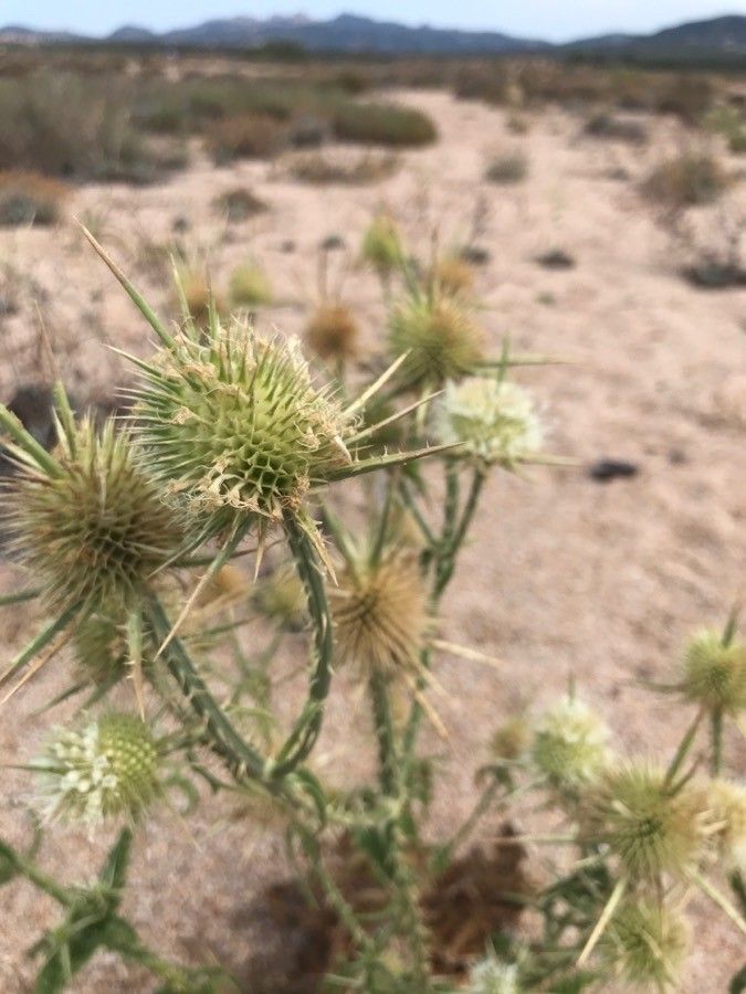 Dipsacus ferox flower