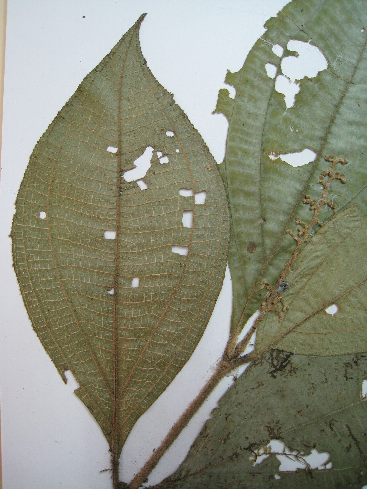 Miconia diaphanea — houseplant care guide