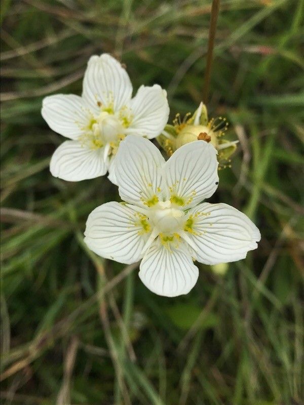 Parnassia palustris flower