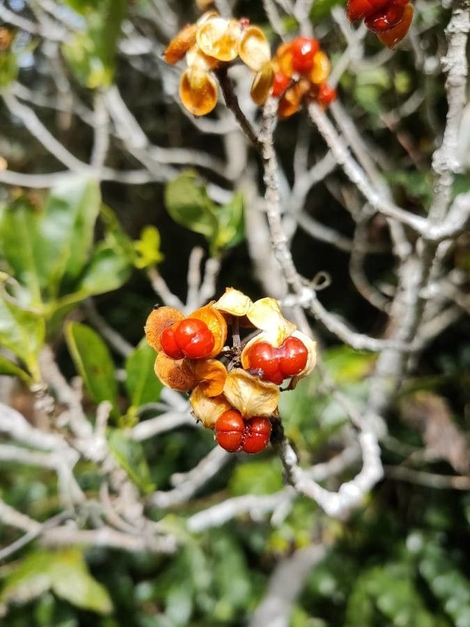 Pittosporum senacia fruit