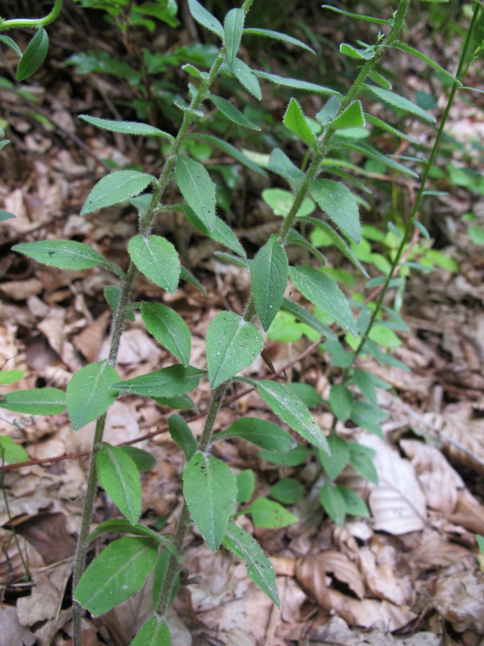 Campanula baumgartenii leaf