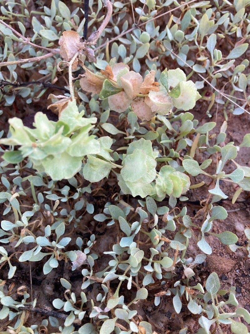 Atriplex vesicaria — search result for 'Atriplex'