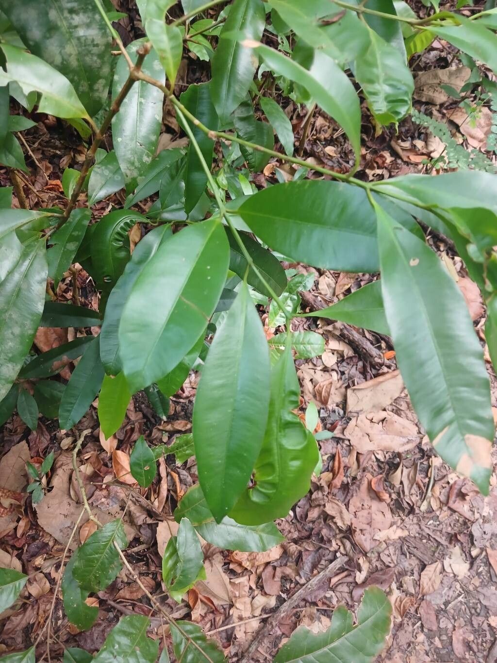 Garcinia macrophylla — houseplant care guide