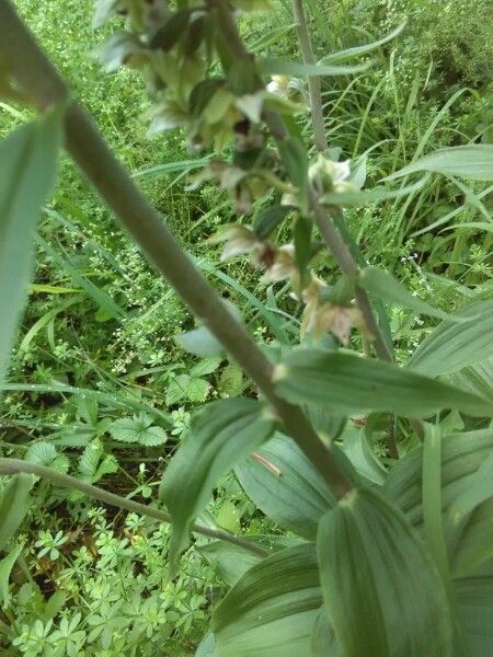 Veratrum californicum bark