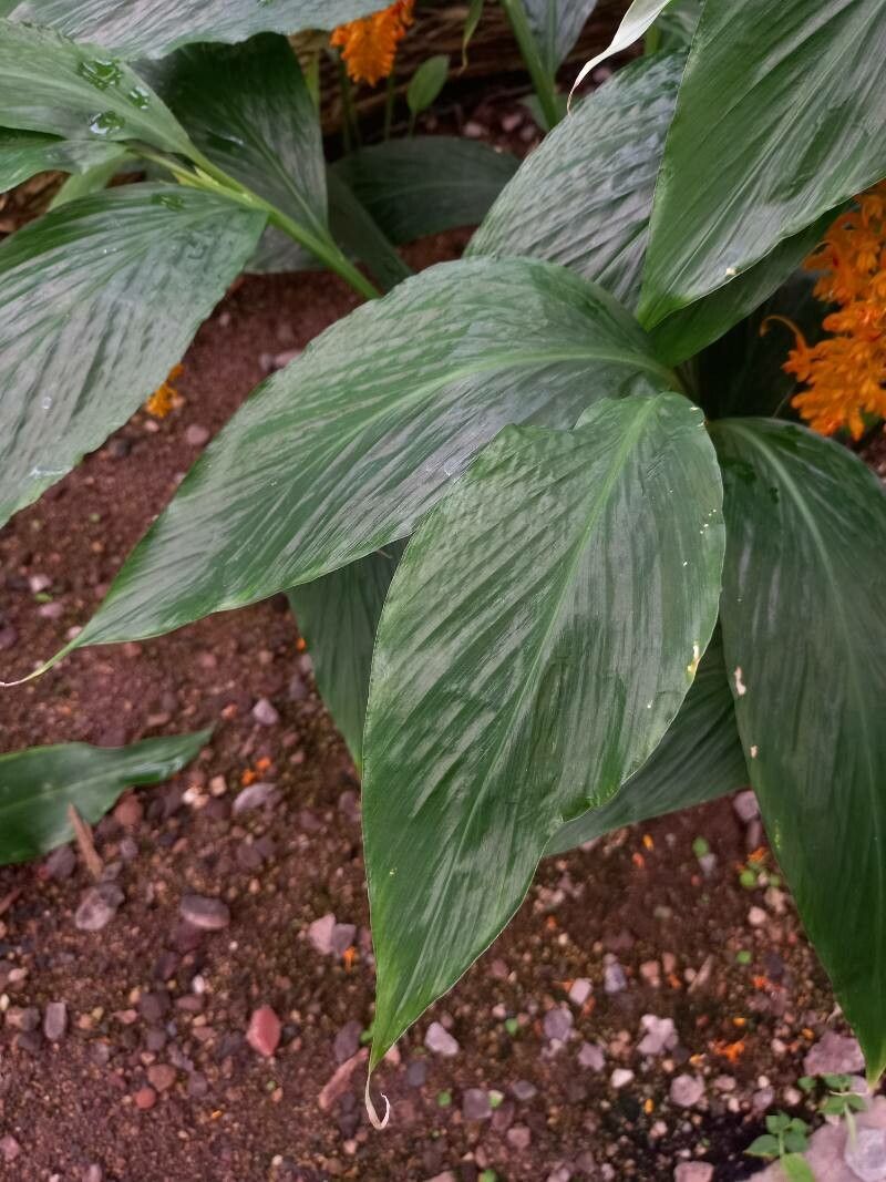 Globba schomburgkii — related species from the same genus