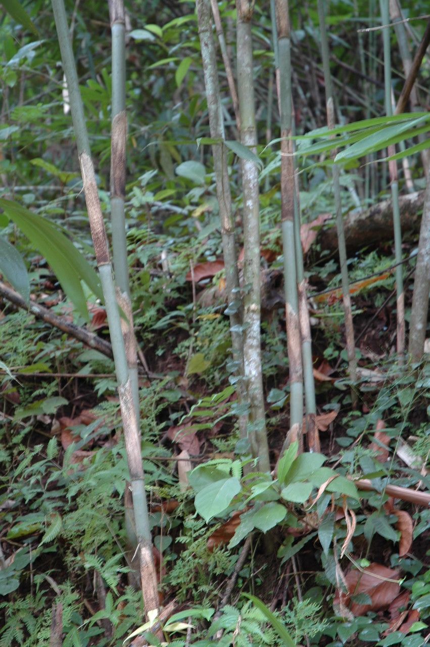 Ochlandra scriptoria bark