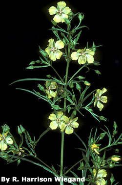 Lysimachia hybrida — search result for 'Lysimachia'