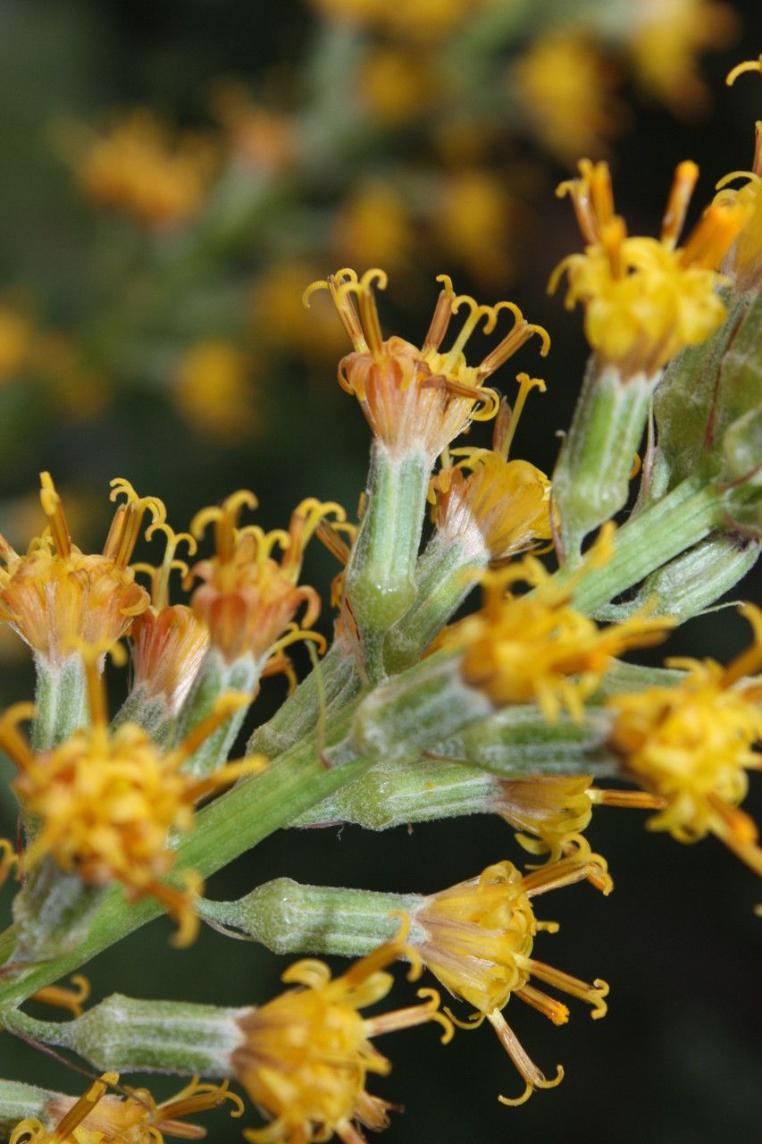 Rainiera stricta flower