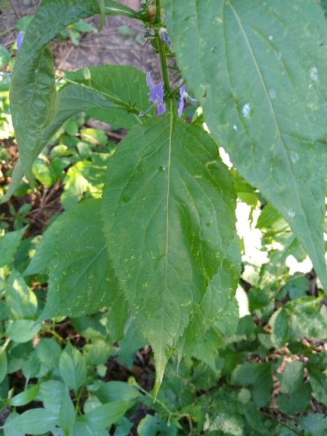 Campanulastrum americanum — search result for 'Campanula'