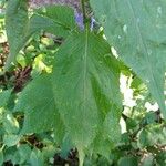 Campanulastrum americanum