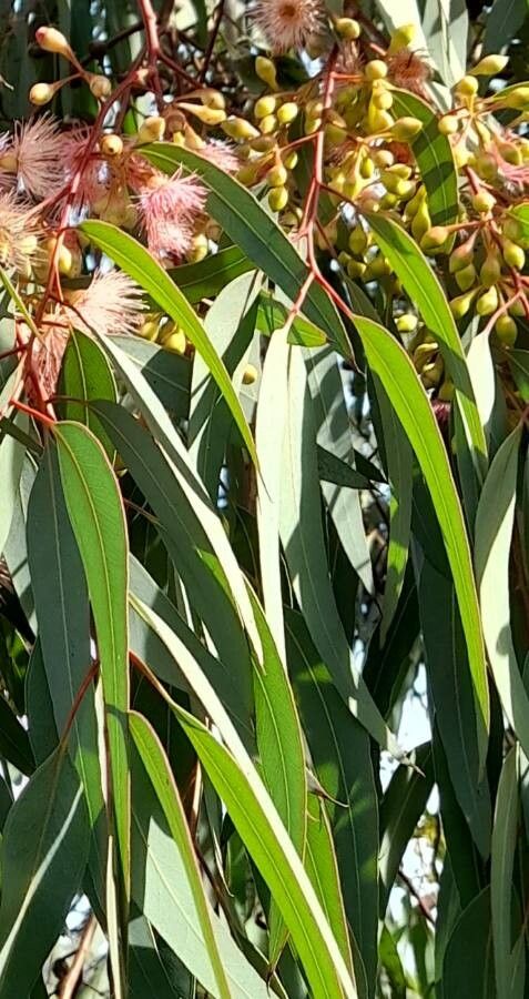 Eucalyptus sideroxylon leaf
