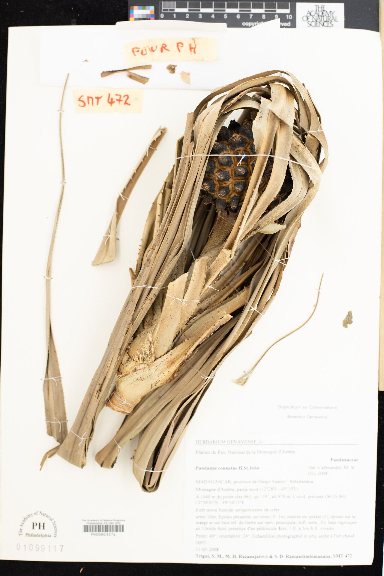 Pandanus connatus — houseplant care guide