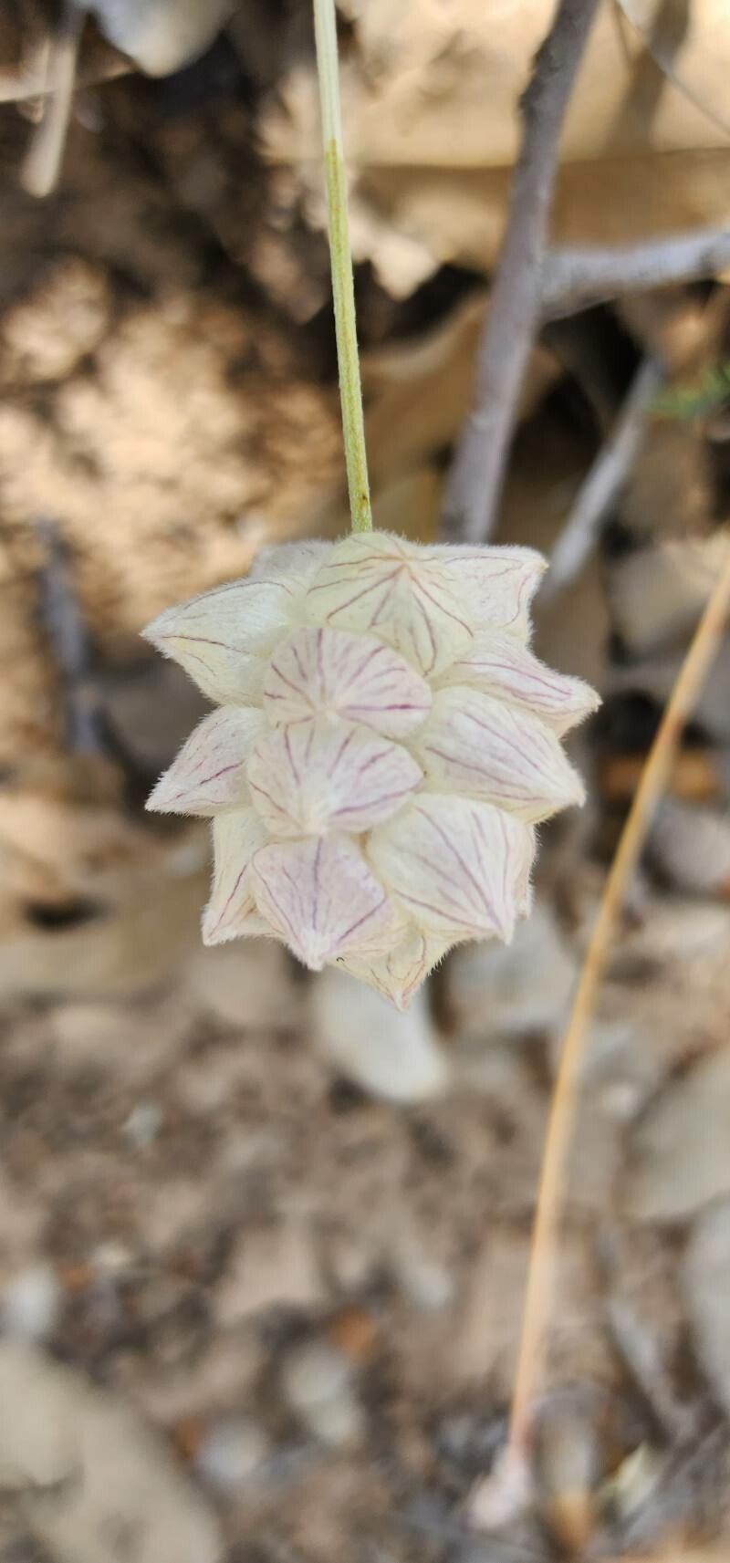 Astragalus cephalanthus fruit