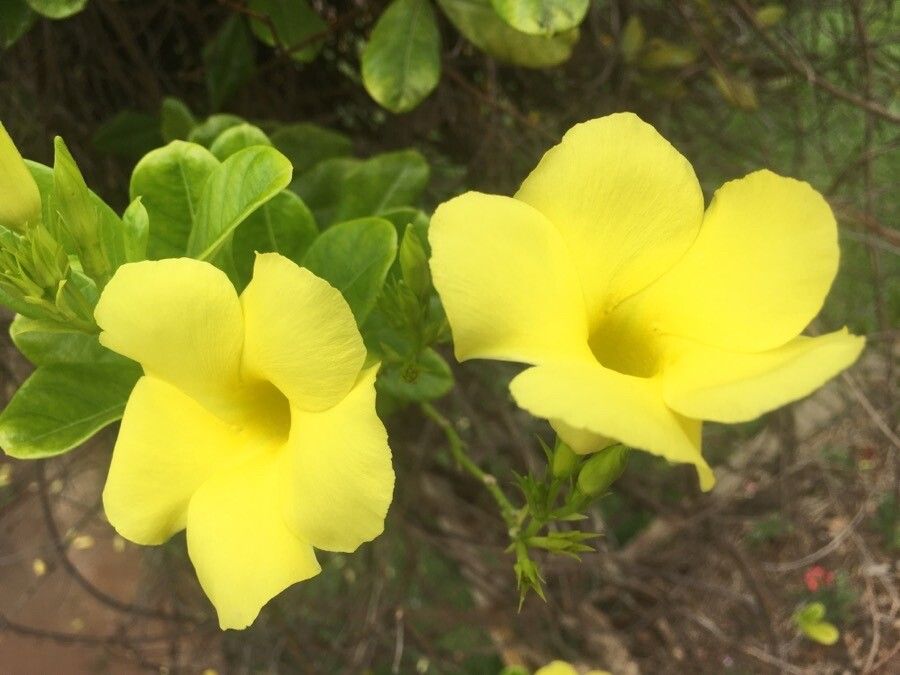 Pentalinon luteum flower