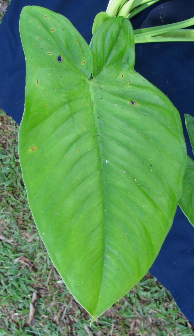 Syngonium hastiferum — houseplant care guide