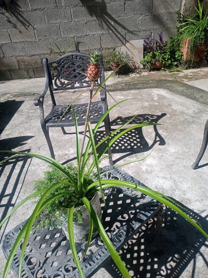 Ananas nanus — search result for 'Bromeliaceae'