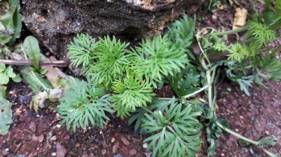 Geranium palmatum leaf