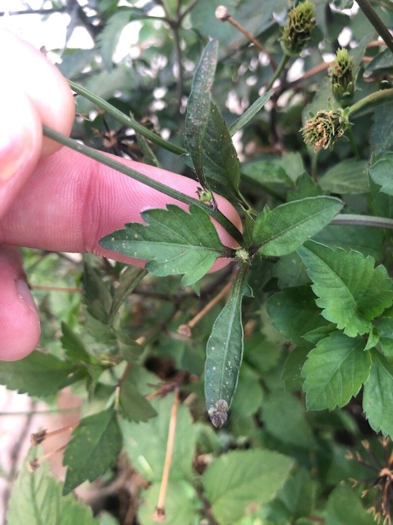 Bidens subalternans — maintenance medium houseplant