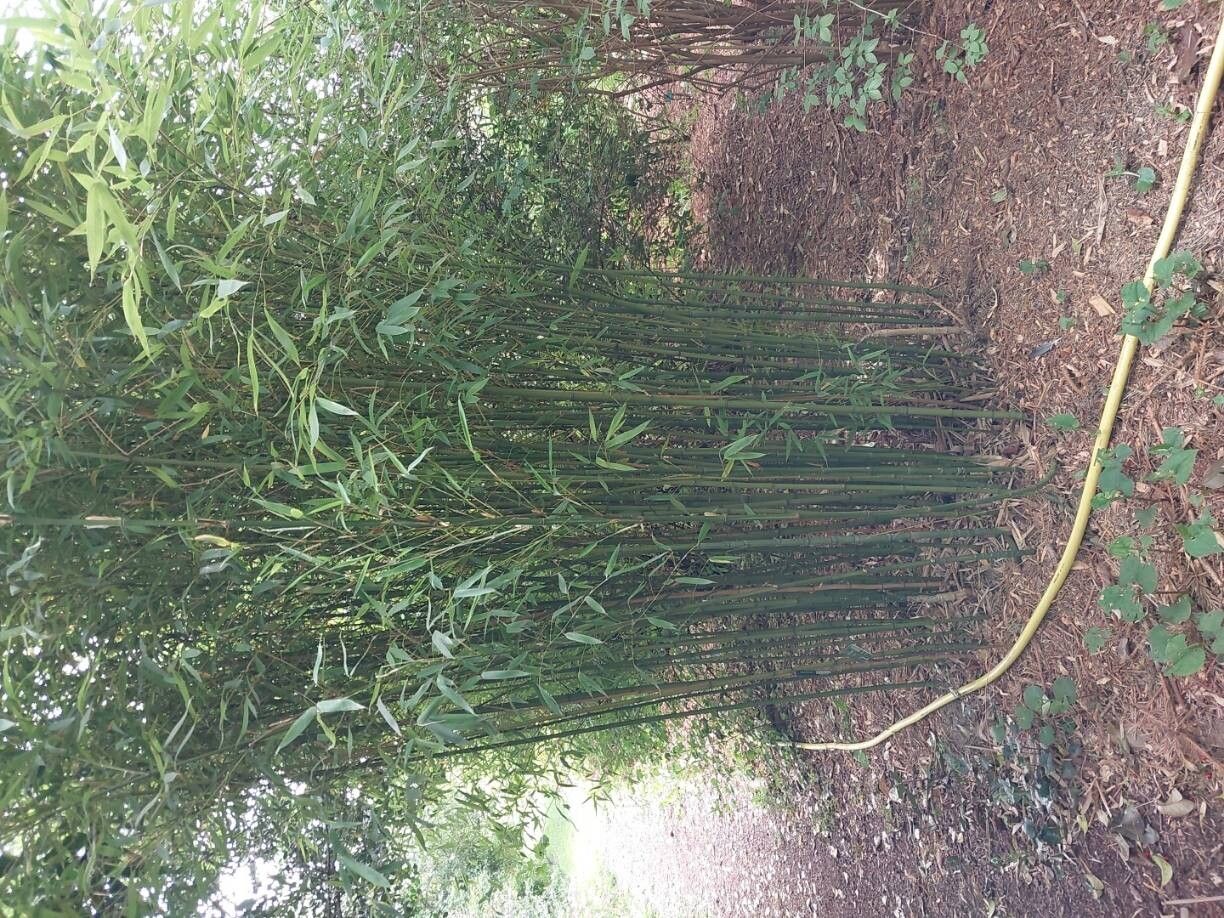 Phyllostachys angusta habit
