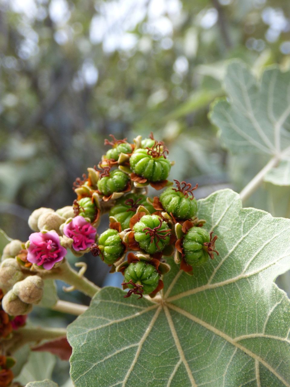 Ruizia cordata fruit