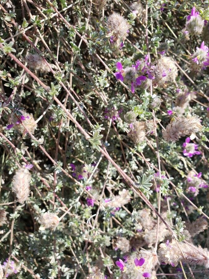 Dalea pulchra — search result for 'and Chihuahua'