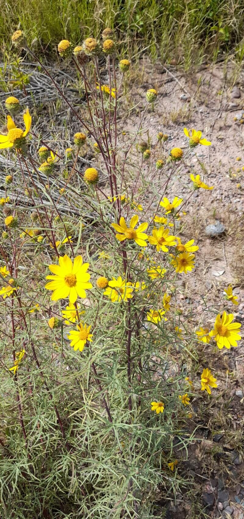 Aldama tukumanensis habit