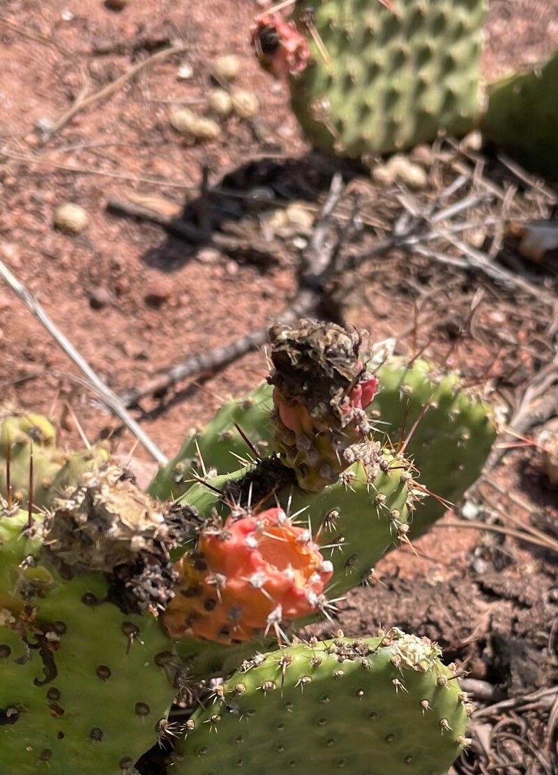 Opuntia oricola fruit