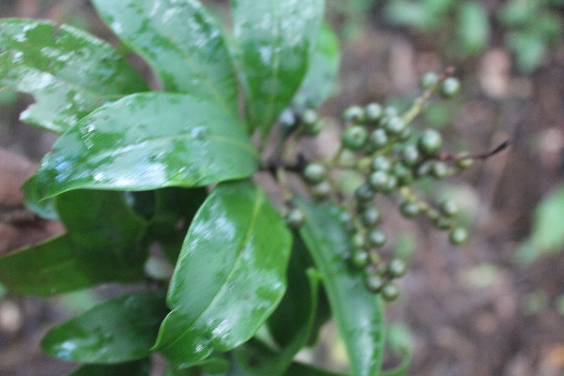 Ardisia densiflora fruit