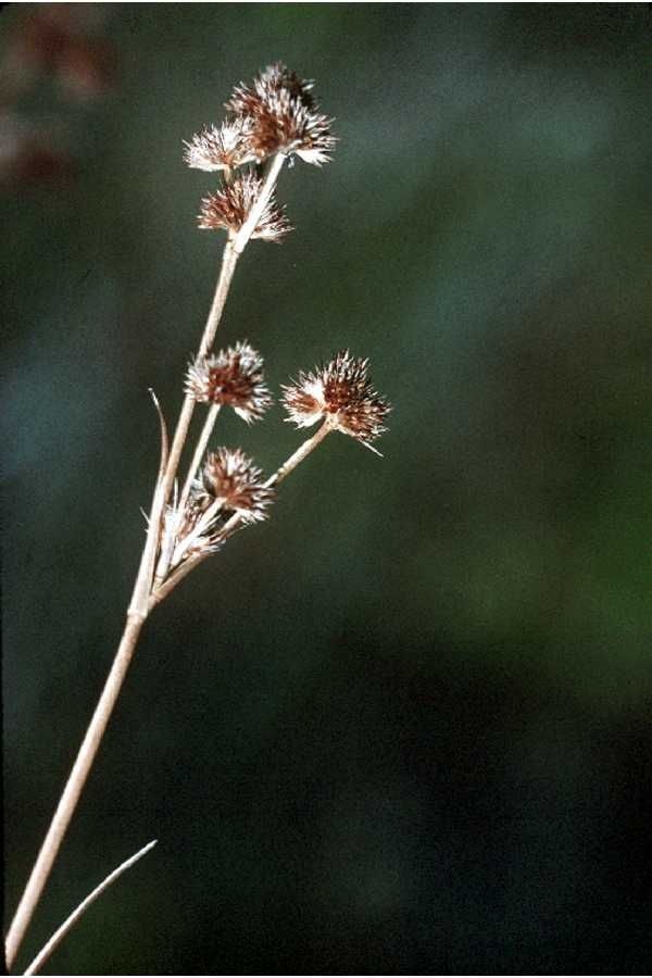 Juncus validus — search result for 'Juncus'