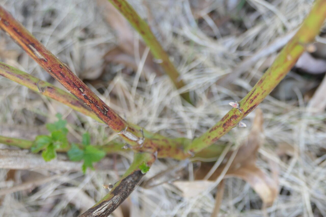 Rubus pensilvanicus bark