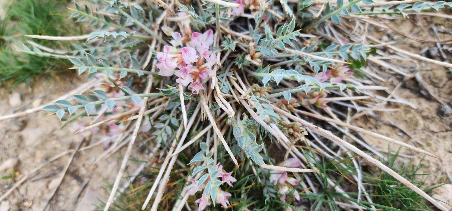 Astragalus mucronifolius habit