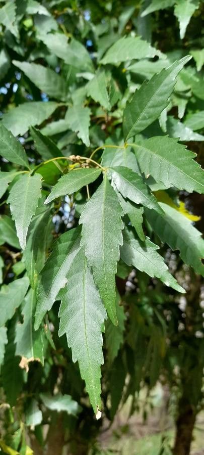 Allophylus edulis — search result for 'Paraguay'