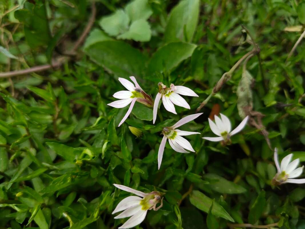 Lobelia chinensis flower