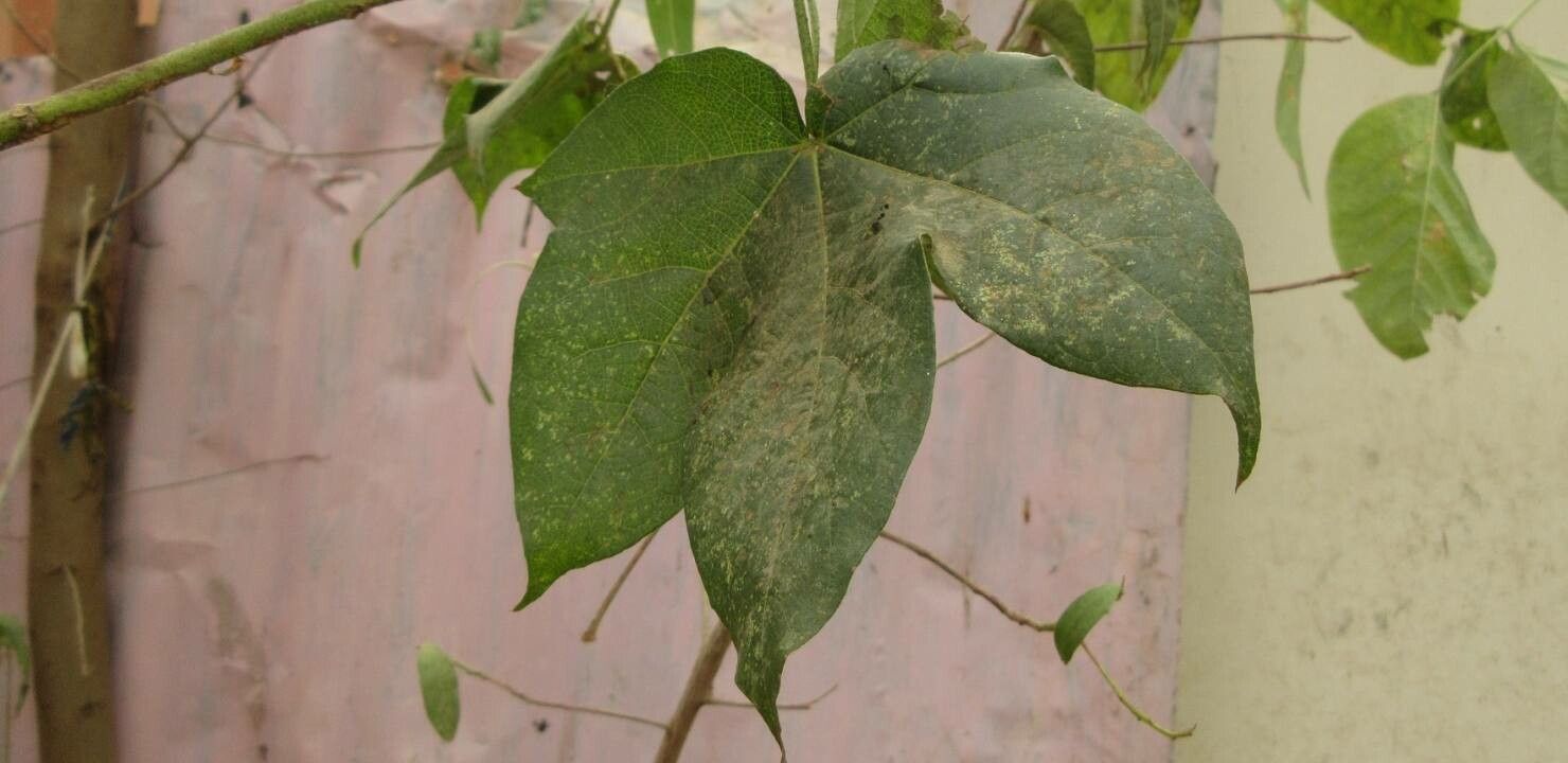 Gossypium arboreum leaf