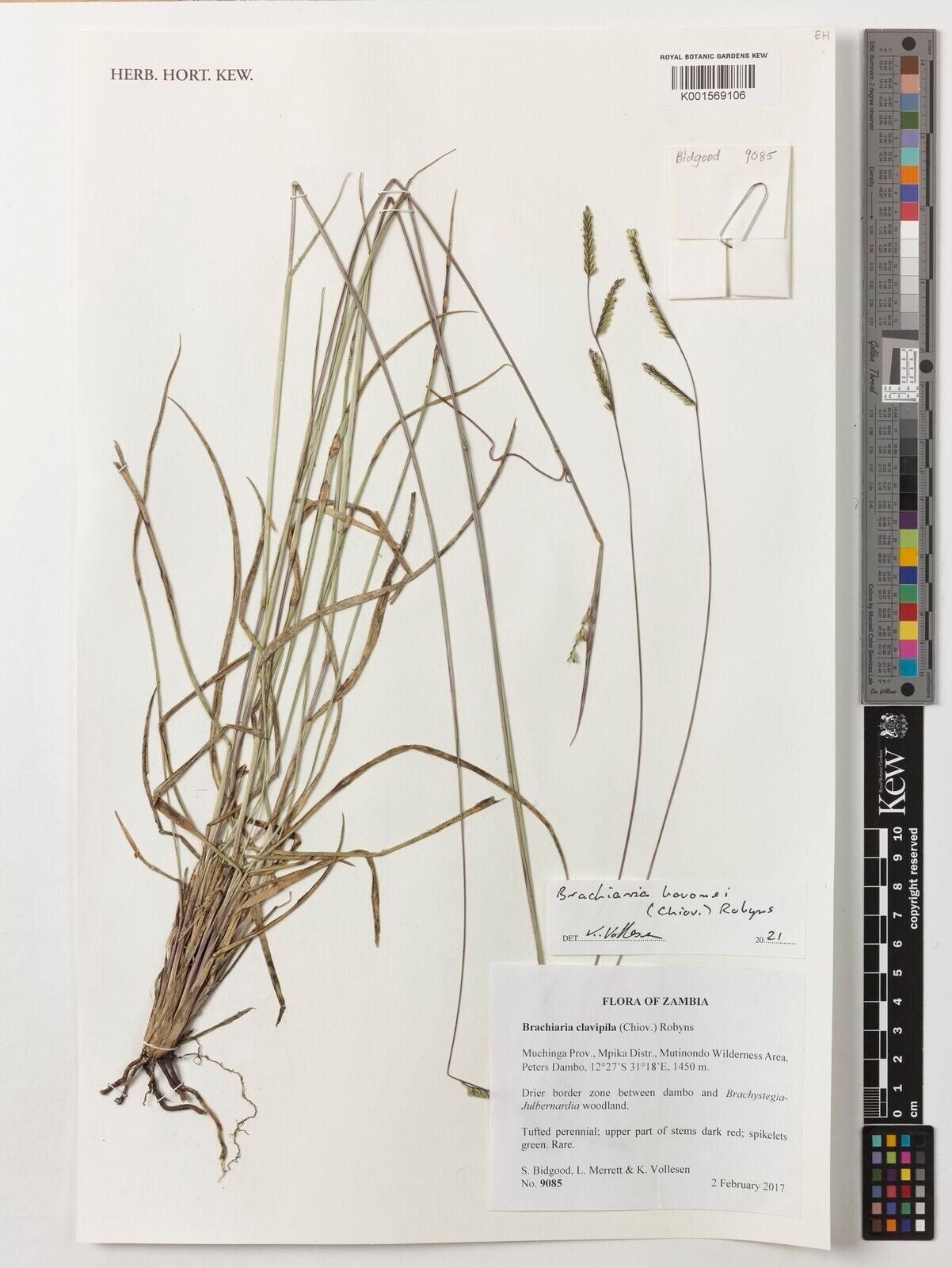 Urochloa clavipila — related species from the same genus