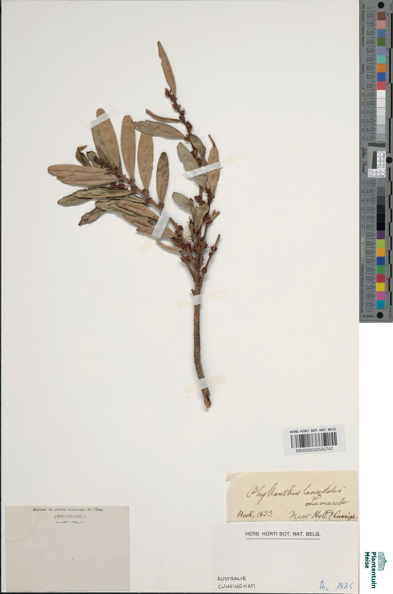 Phyllanthus lanceolatus — houseplant care guide