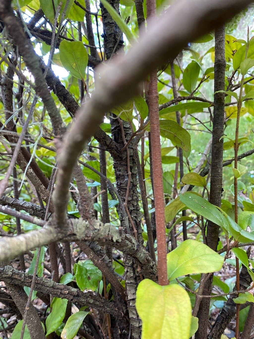 Viburnum suspensum bark
