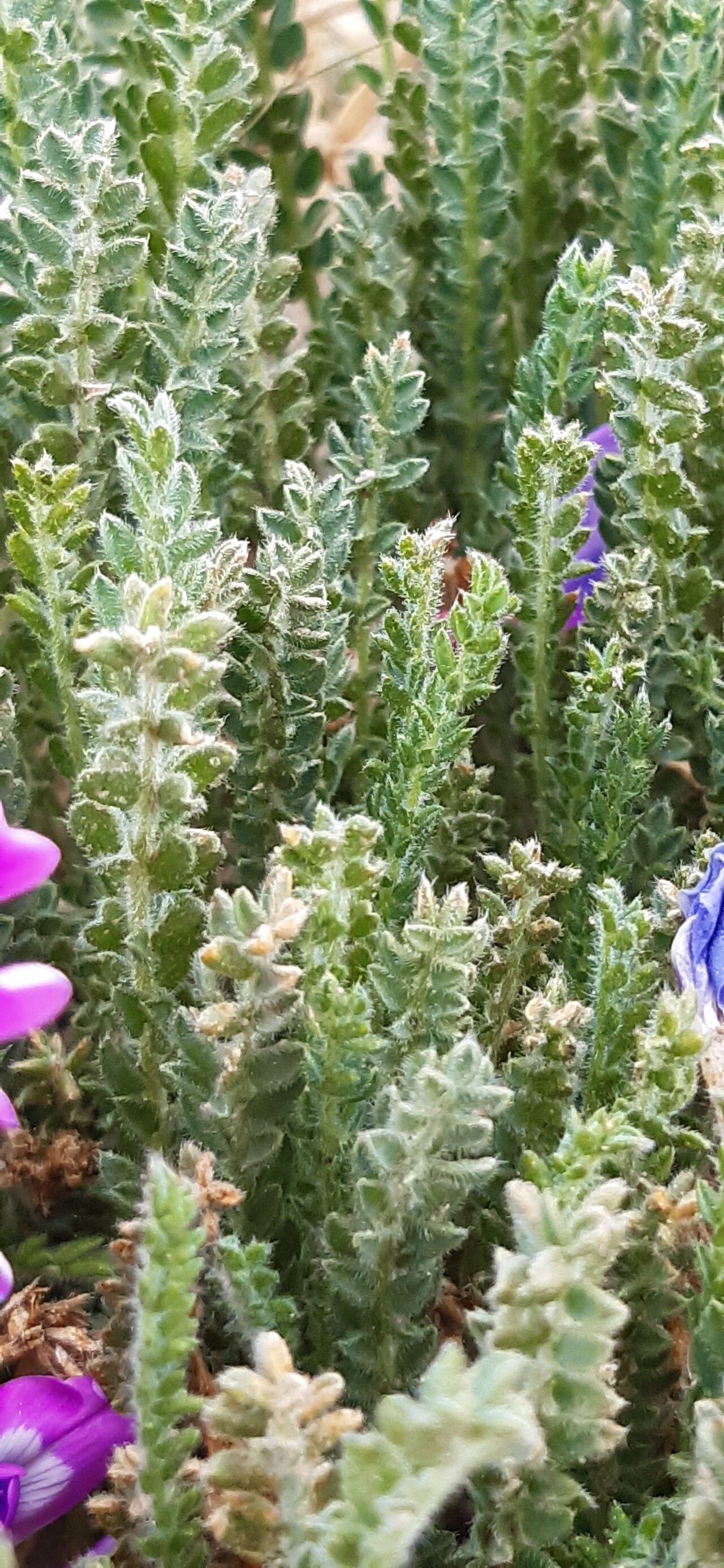 Oxytropis microphylla — houseplant care guide