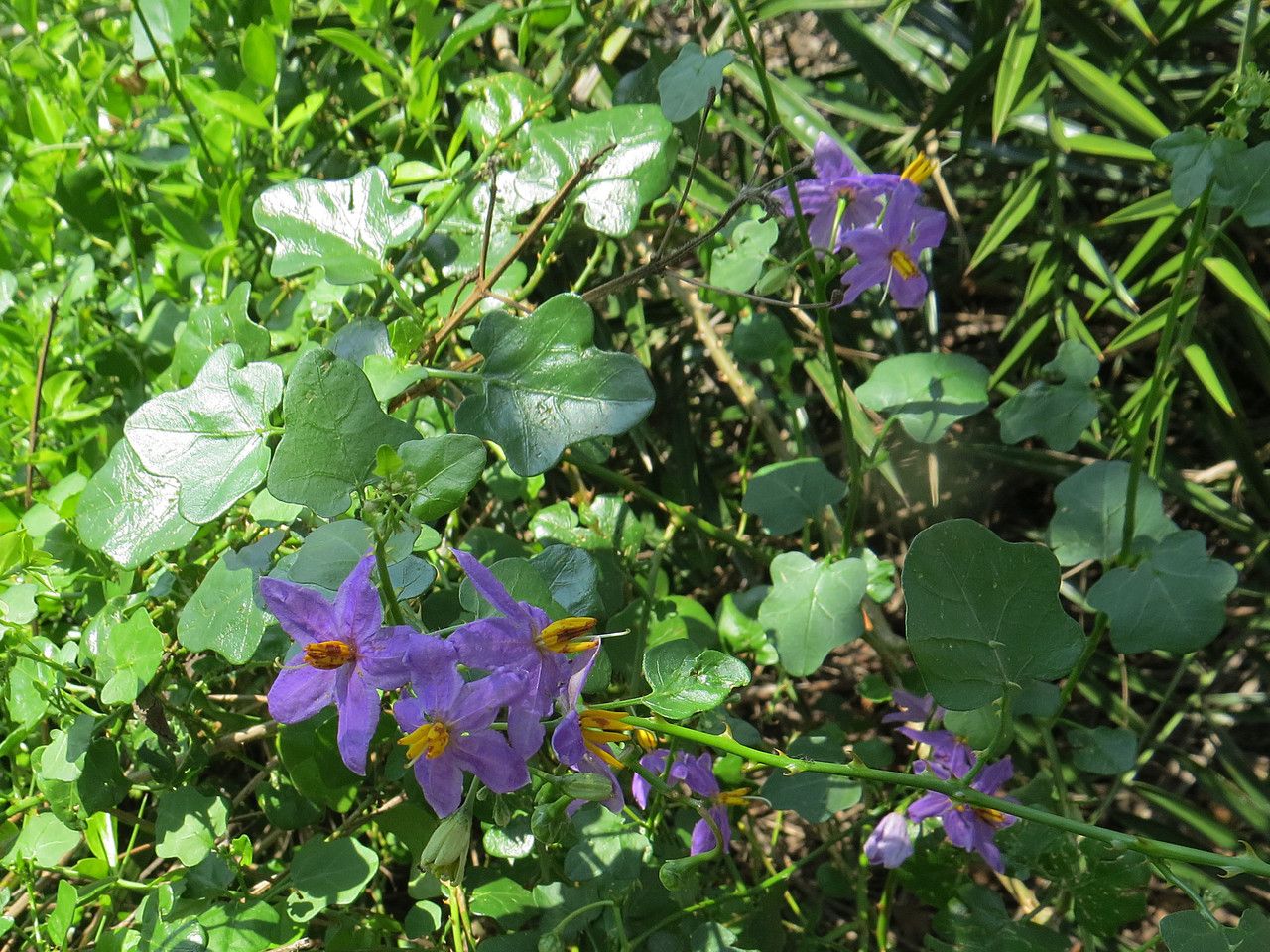 Solanum trilobatum flower