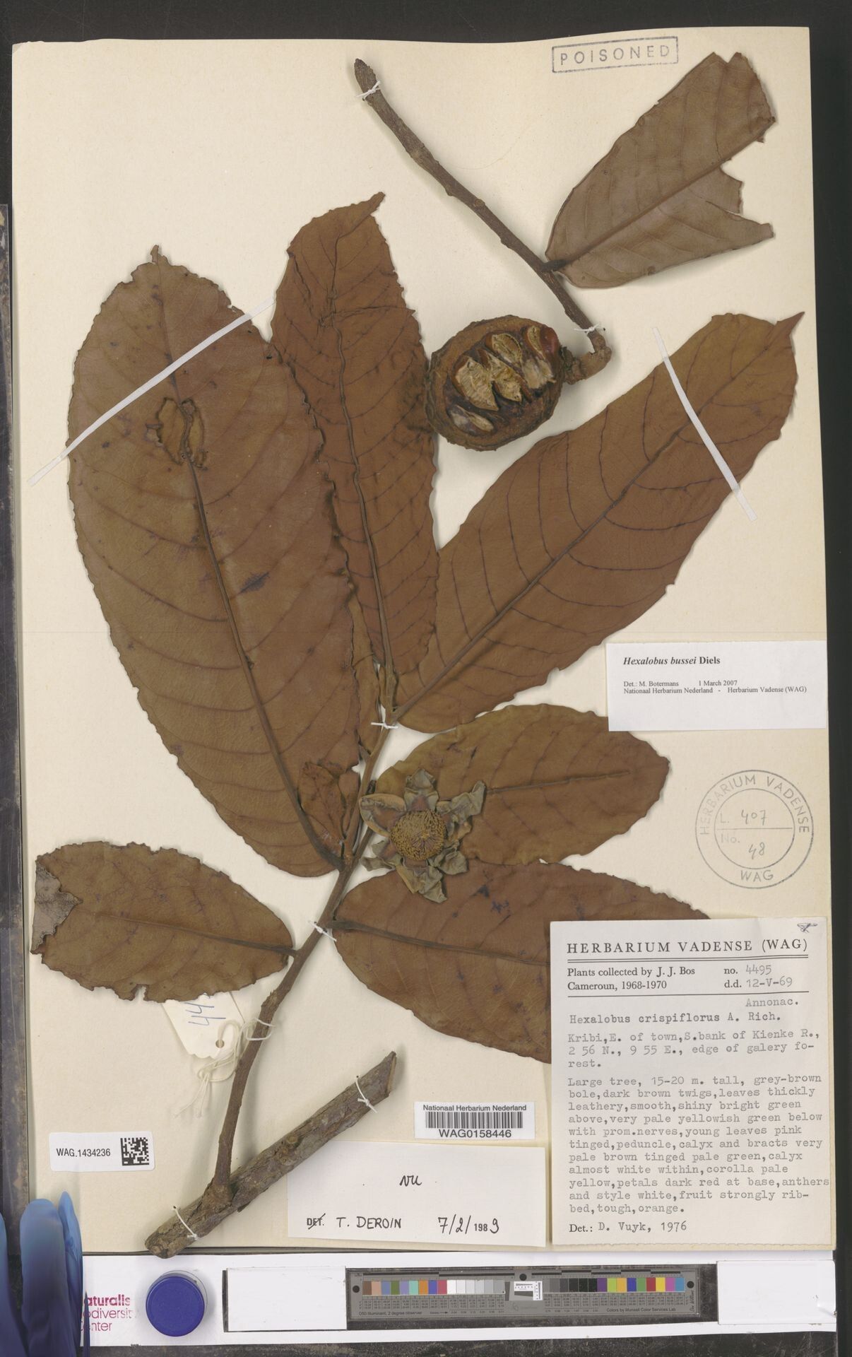 Hexalobus bussei — related species from the same genus