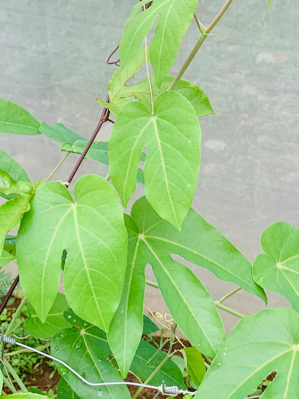 Passiflora seemannii — houseplant care guide