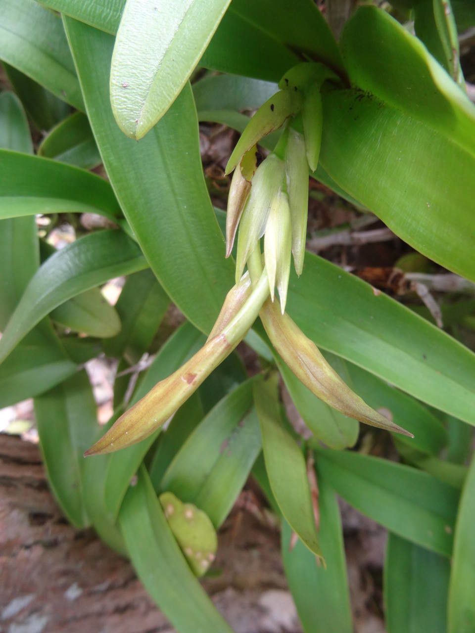 Epidendrum ciliare fruit