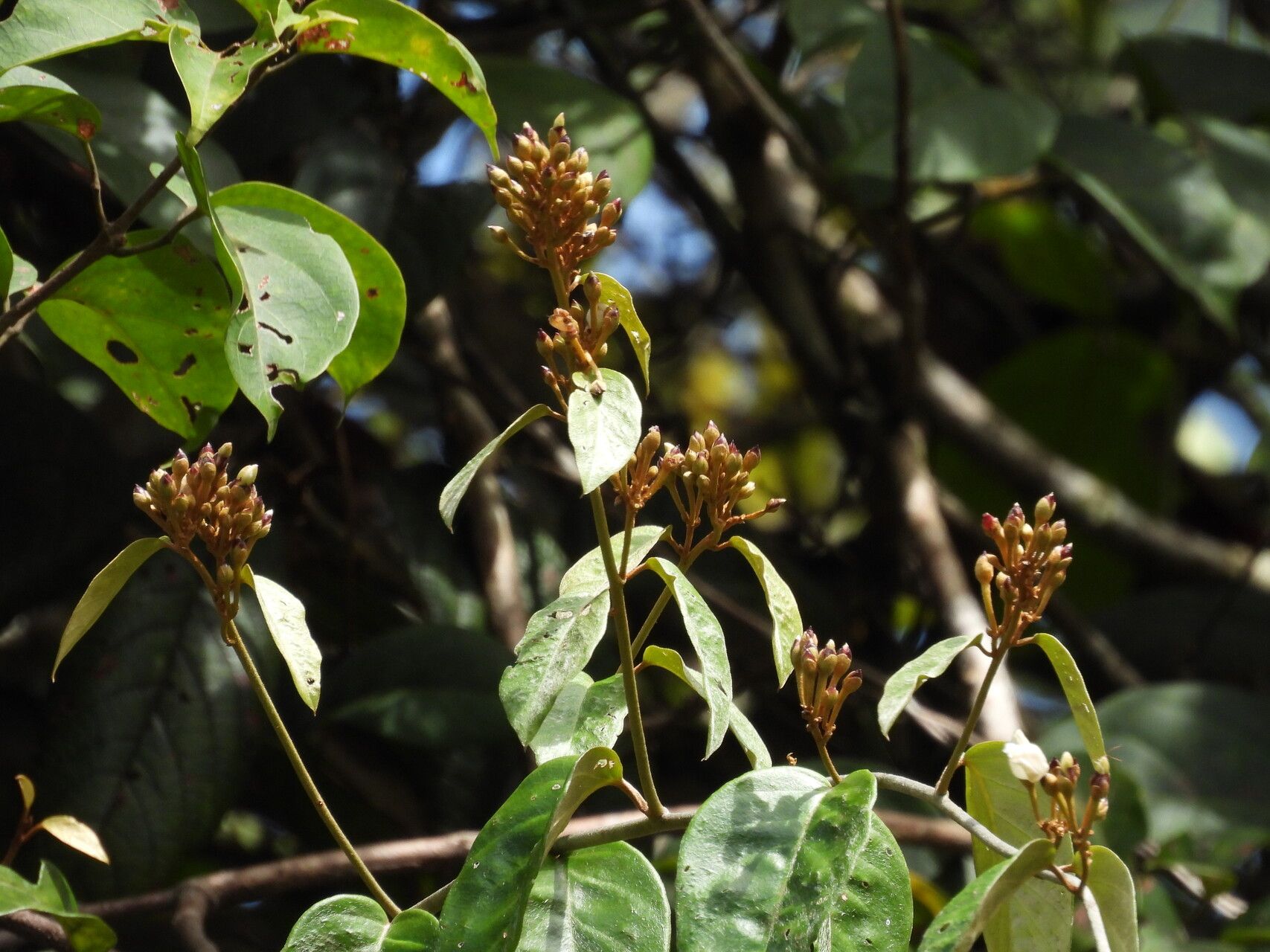 Bonamia maripoides — houseplant care guide