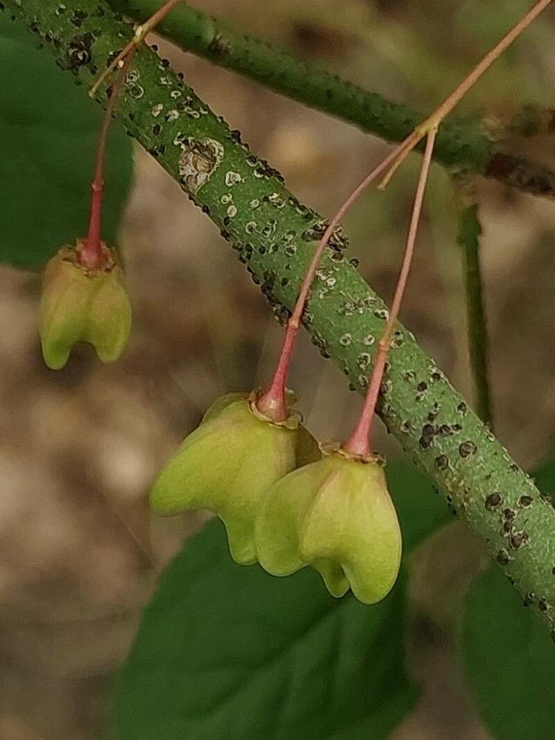 Euonymus verrucosa fruit